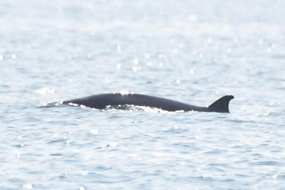 The Sowerby’s beaked whale spotted in the shallow waters near New Quay. Photo from Joshua Pedley