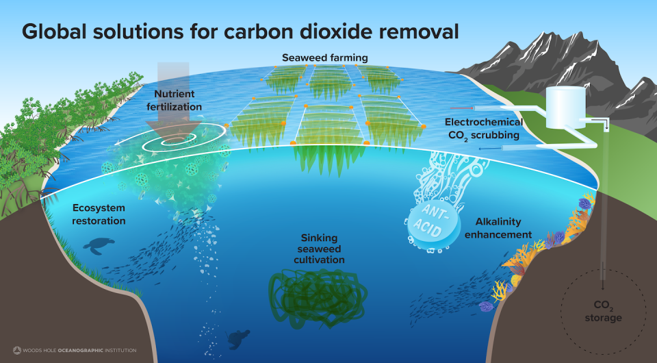 Methods of ocean carbon storage. Natalie Renier/©Woods Hole Oceanographic Institution