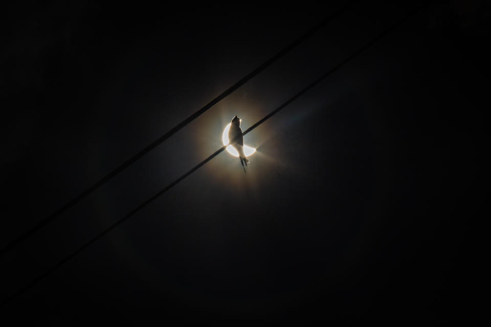 Silhouette of a bird during hybrid solar eclipse in Mojokerto, East Java Province, Indonesia on April 20, 2023