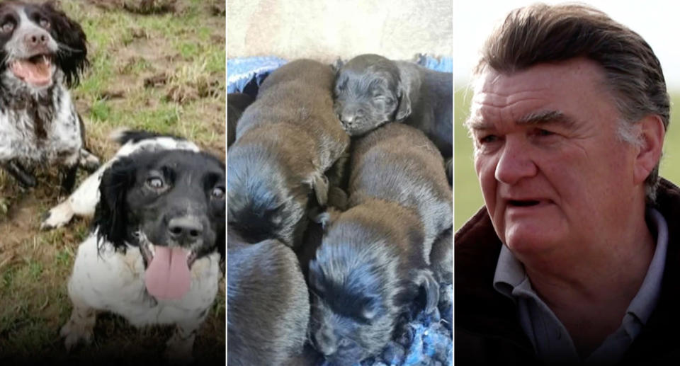 Tony Cronin found 70 dogs in cages and roaming at a site in western Wales. (Wales News)