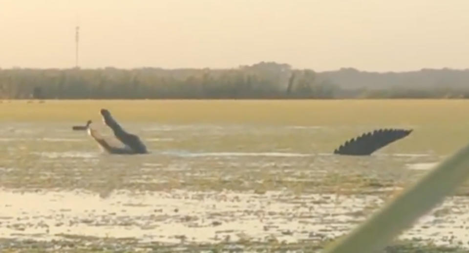 A large alligator eating ducks in a swamp in Florida