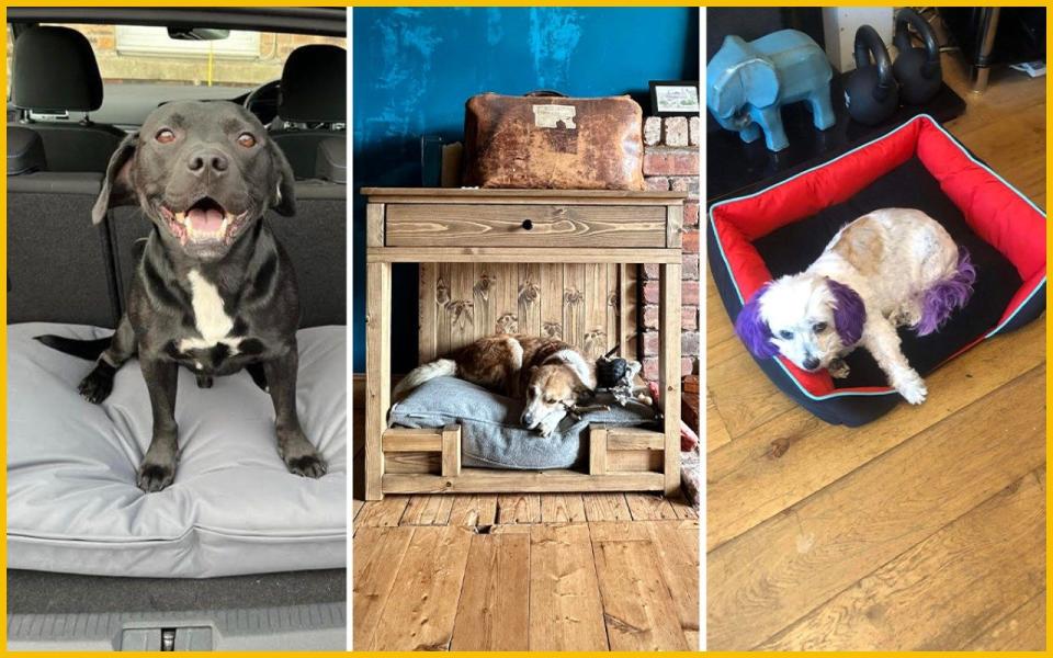 How we tested the best dog beds 2023