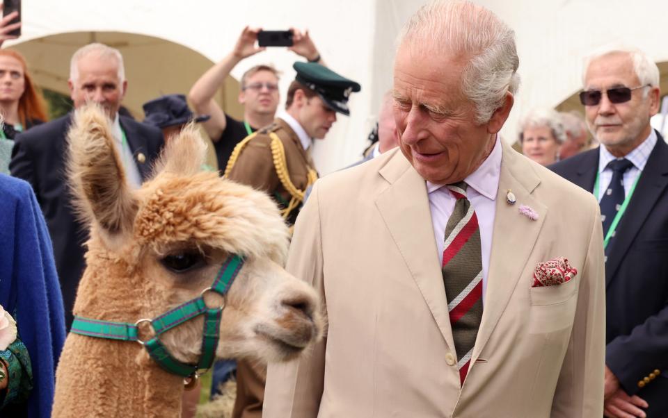 King Charles pictured alongside an alpaca from Brecknock Agricultural Society's annual show