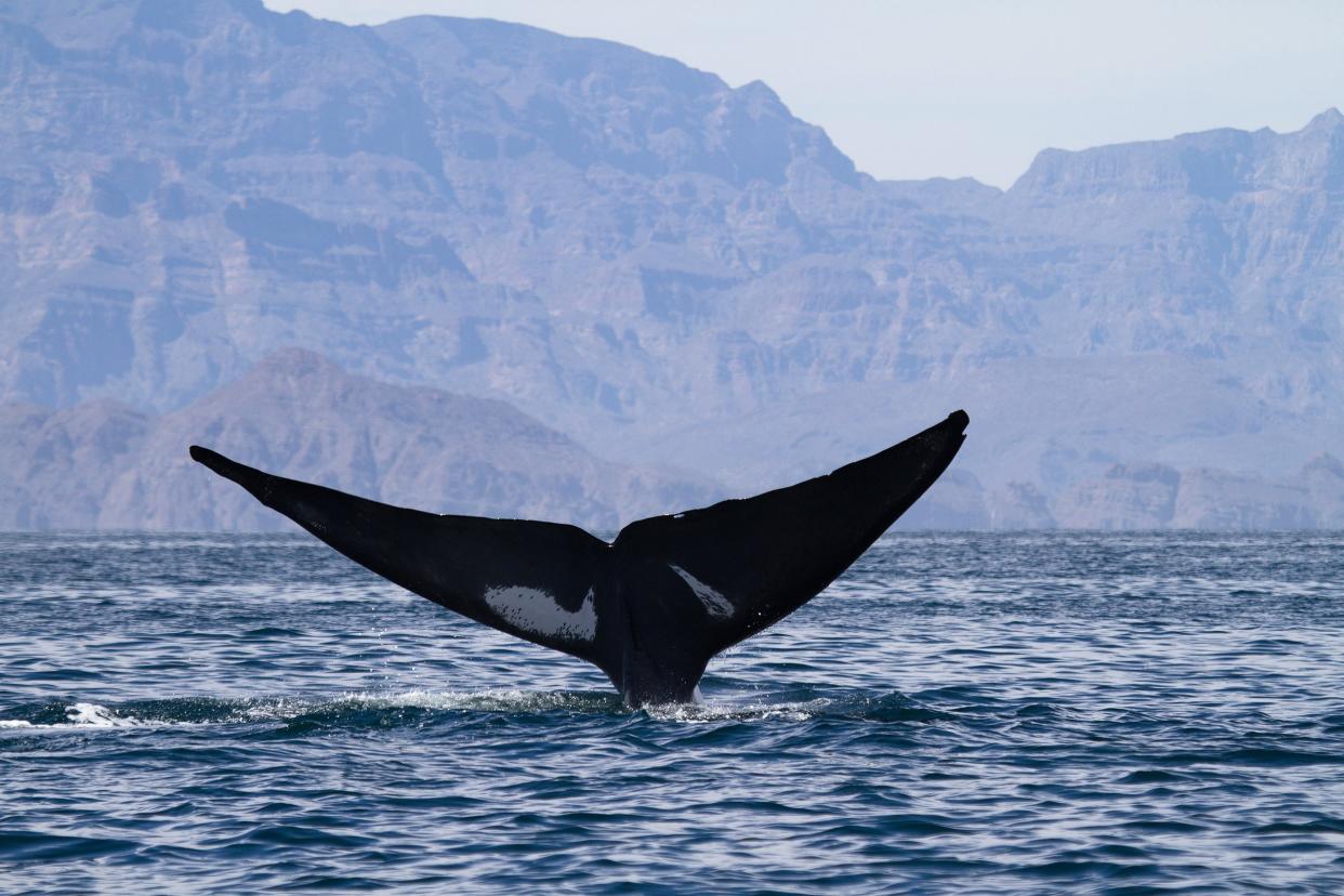 whale watching at Baja California, Mexico