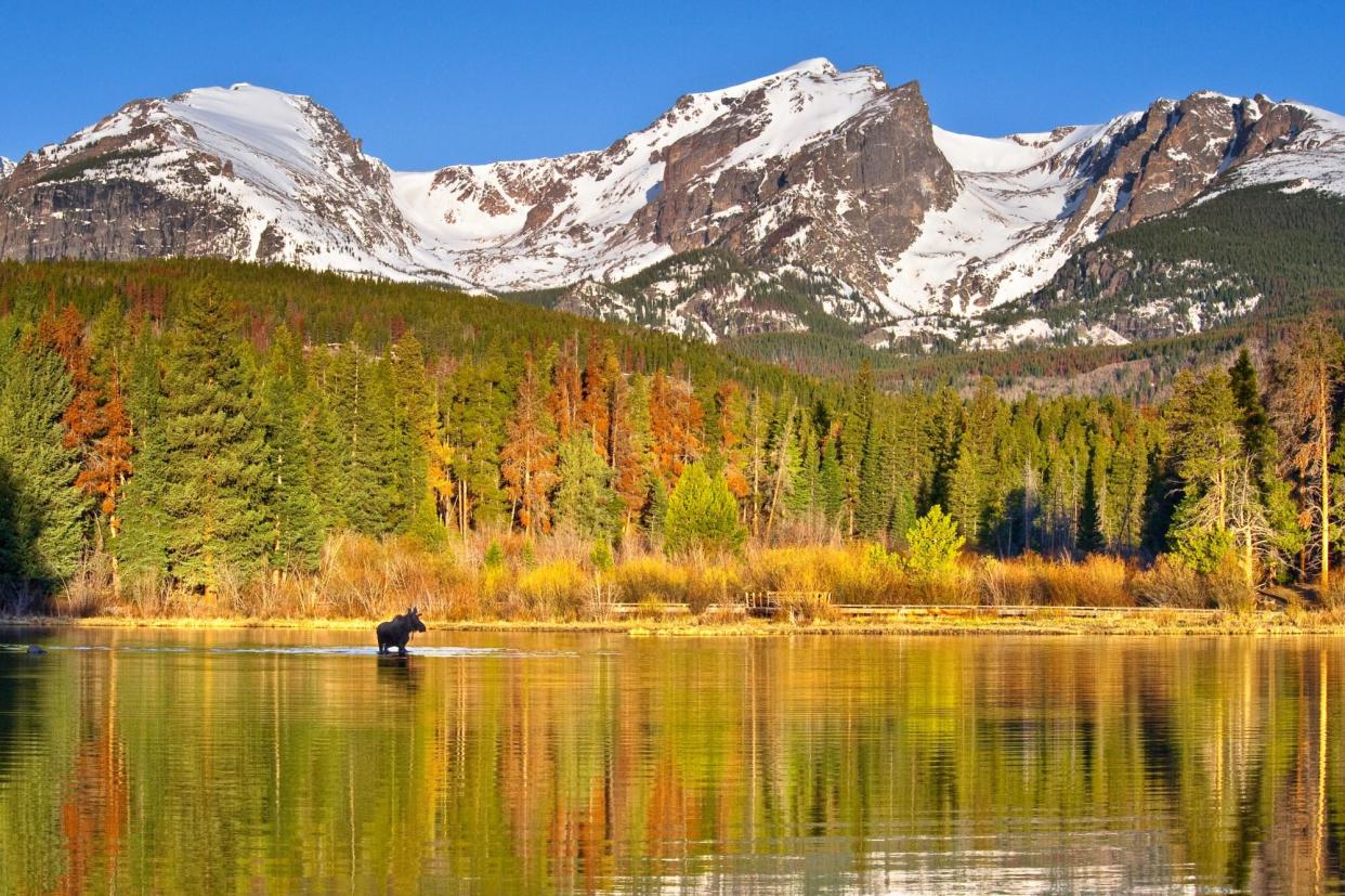 Moose in autumn forest reflection