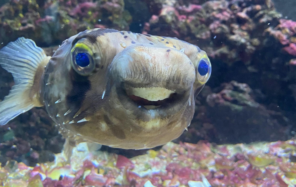 Goldie in her tank post-teeth trim. See SWNS story SWMDfish; Goldie the porcupine pufferfish was losing weight and was at risk of starving because of her giant gnashers. Her worried owner Mark Byatt, 64, rushed the five-year-old fish and anaesthetised her before operating on her teeth, or beak. Amazing video shows vets at Linnaeus-owned Sandhole Veterinary Cente in Snodland, Kent, gently trimming her teeth with a special saw. Vet Daniel Calvo Carrasco said: â€œPorcupine pufferfish teeth are known as beaks and grow continuously throughout their lives. 
