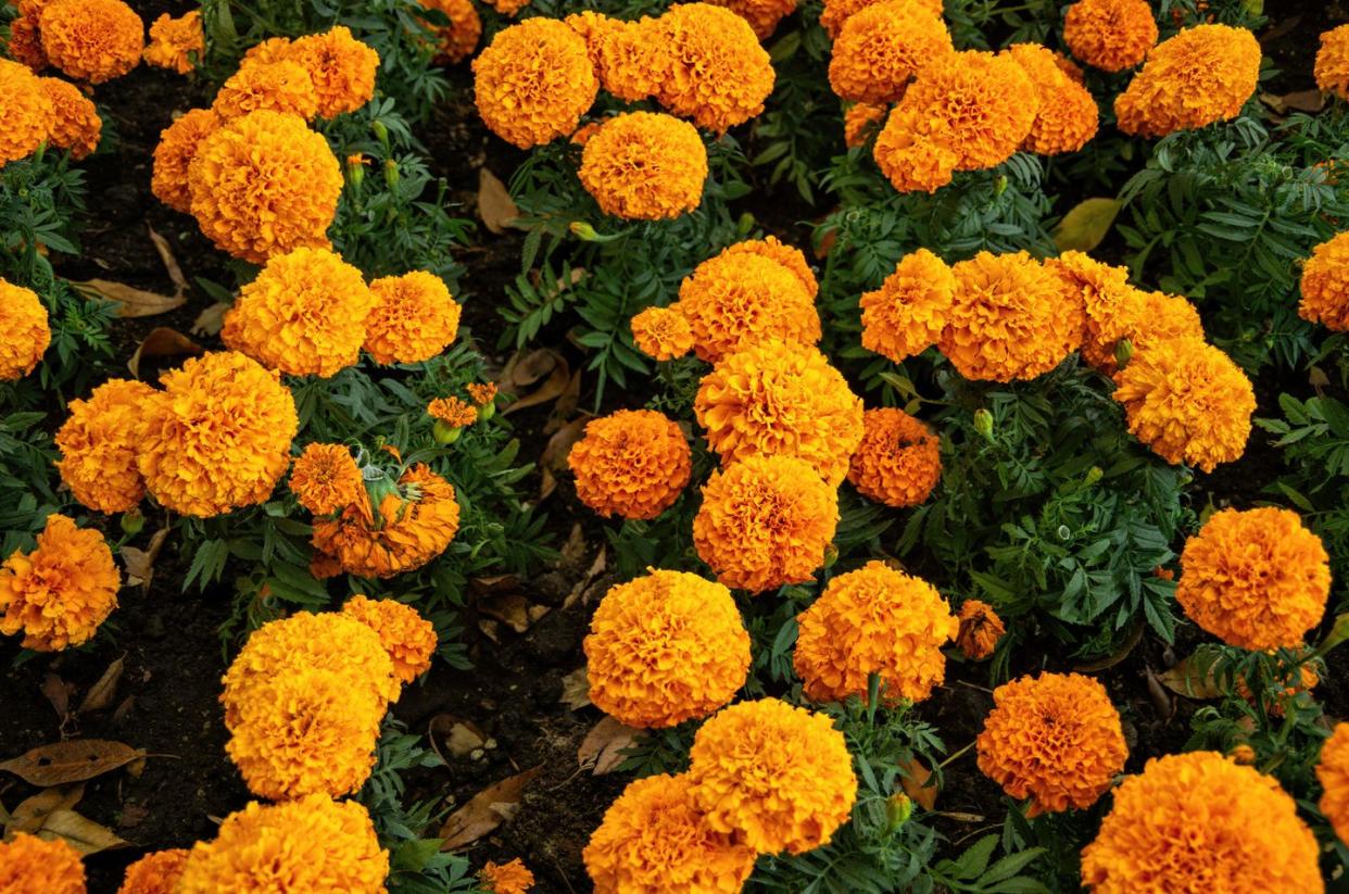 flowerbed of marigolds in bloom