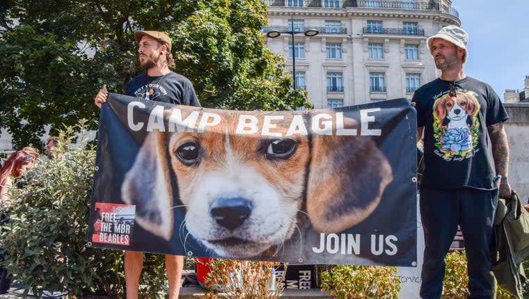 Animal Rebellion Rescue 18 Beagle Puppies From Testing Facility