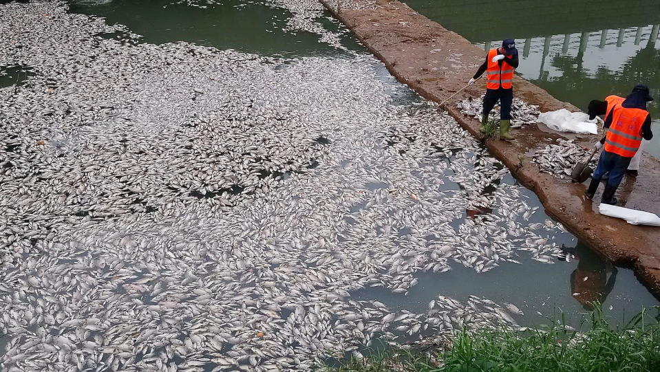 台中市梧棲大排水溝魚群暴斃案件層出不窮，二十一日上午中華路橋西側又見數千尾魚群暴，魚屍漂浮卡在排水會集的阻流段，令人怵目驚心。（記者陳金龍攝）