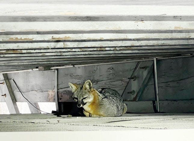 A grey fox is pictured about the baseball pressbox at Watertown Stadium recently. After being caught in a trap, Watertown Police Department Animal Control Officer Chris Christenson and South Dakota Game, Fish and Parks Regional Wildlife Manager Nick Rossman on Tuesday released the fox to more normal habitat south of Watertown.