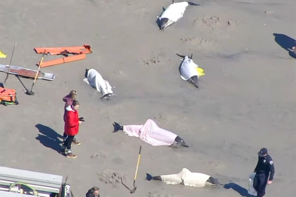 Dolphins dead in Sea Isle City