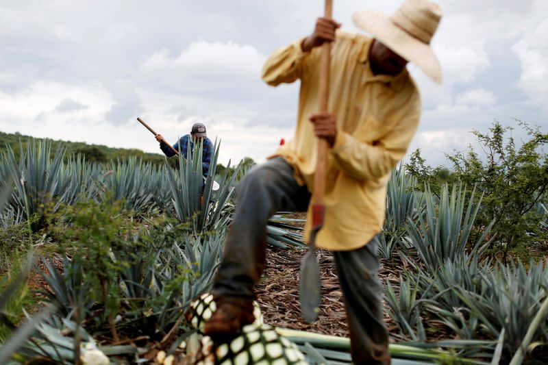 FILE PHOTO: A farmer, also known as a jimador, harvests blue agave in a plantation in Tepatitlan, Jalisco