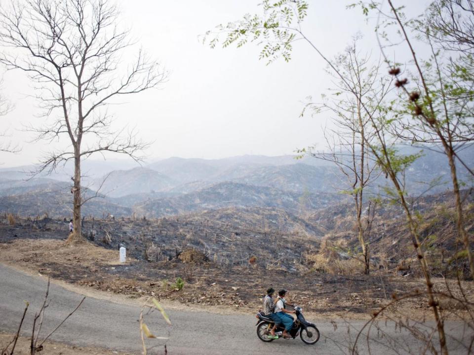 The remains of a forest where teak trees once grew in Bago, Burma (Getty)