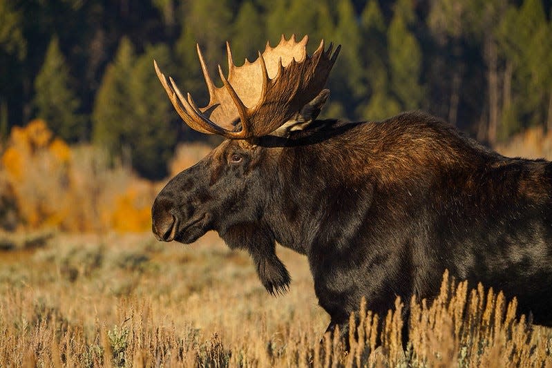 Moose are among the many wild animals visitors may see at Grand Teton National Park