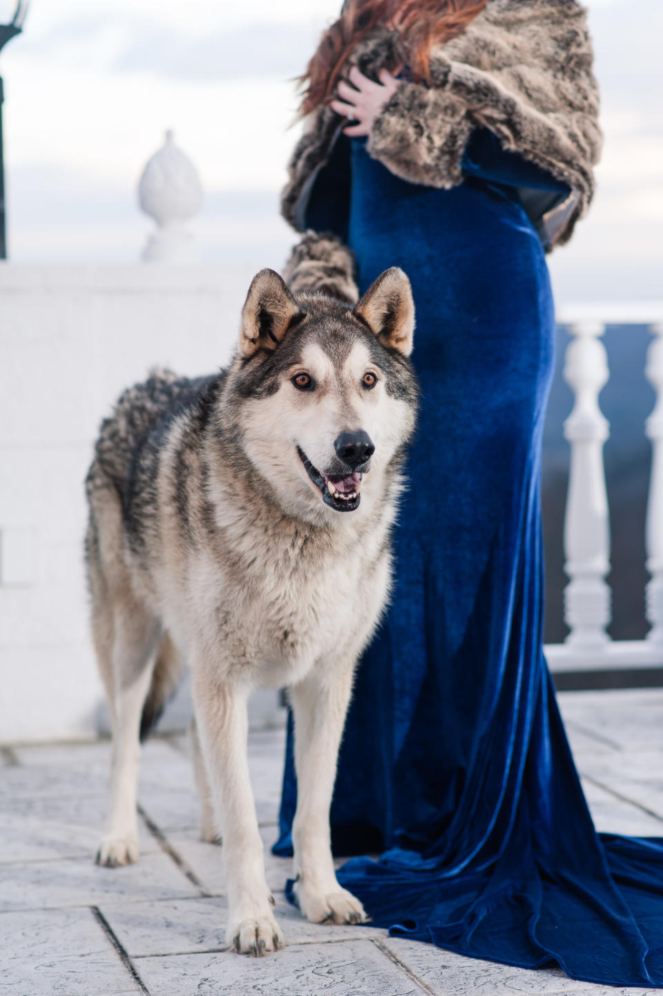 River the wolfdog looked oh-so handsome.&nbsp; (Photo: <a href="http://katherineelenaphotography.com/" target="_blank">Katherine Elena Photography</a>)