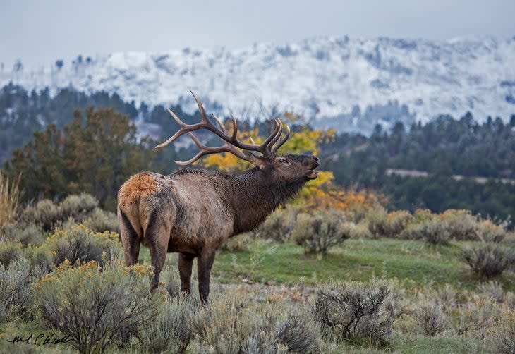 Yellowstone National Park, Early Morning Elk Bugle by Michael Waller