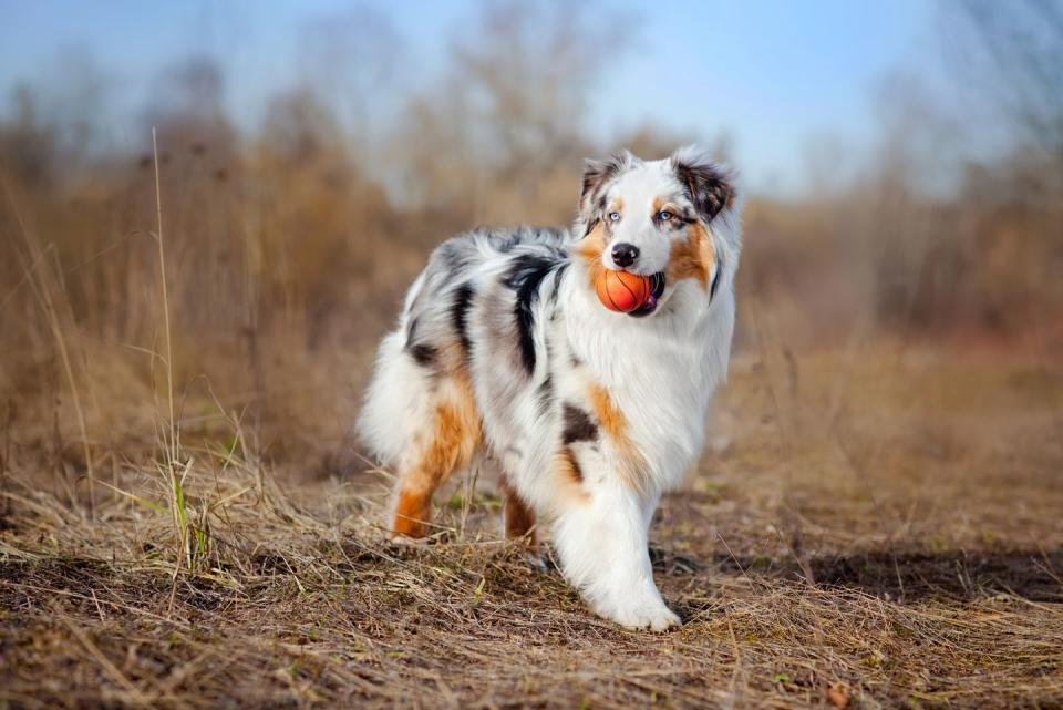 Australian Shepherd