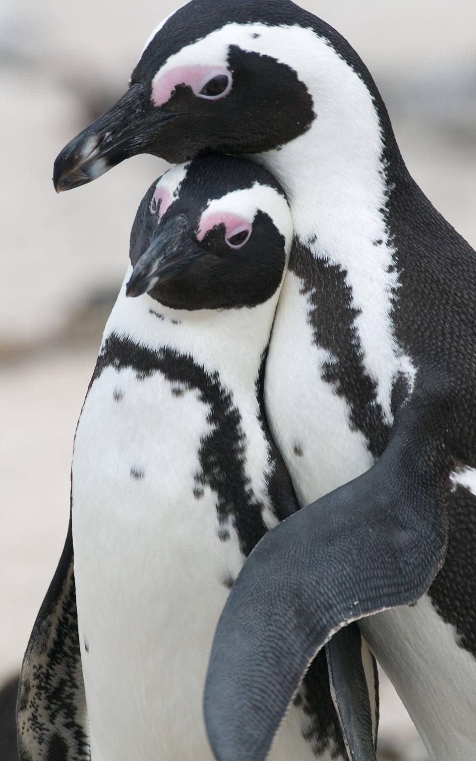 Der Stein des Pinguins