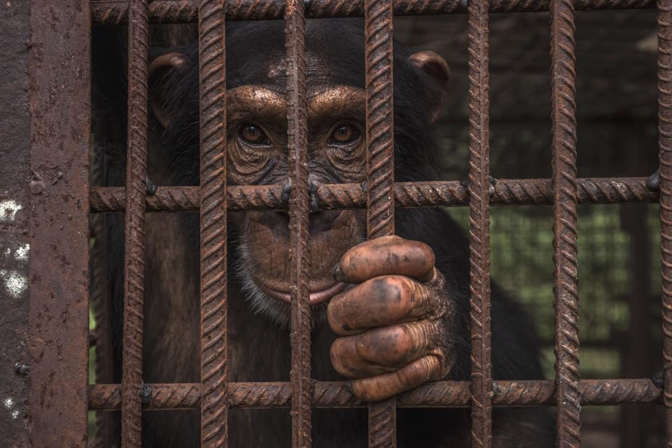 A rescued chimpanzee looks on from its enclosure at the Chimpanzee Conservation Center in the Republic of Guinea.