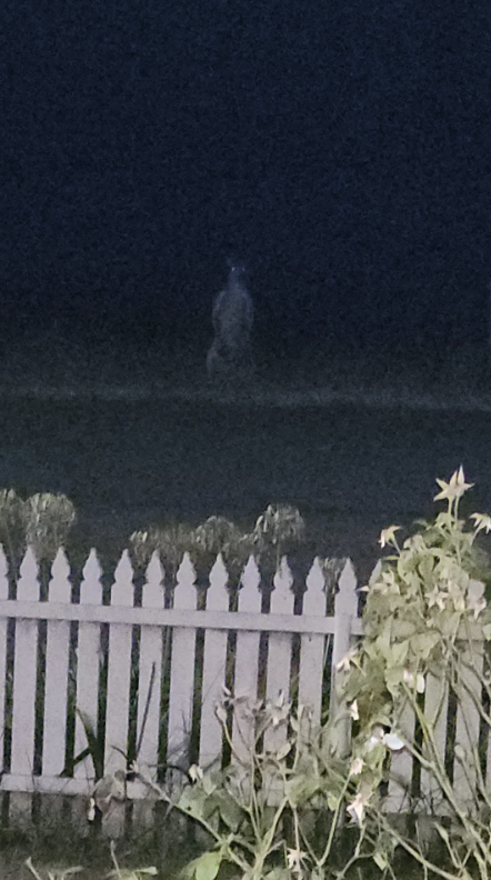 at night, there's a large kangaroo in the distance