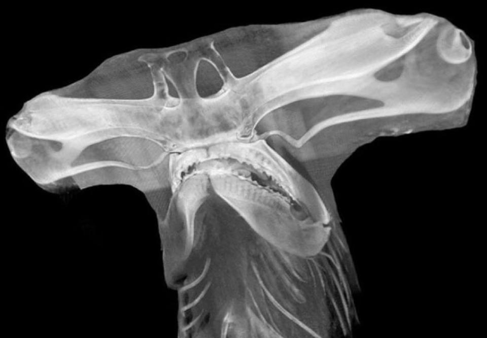 X-ray of a hammerhead shark, with a very wide skull with eyes at either end
