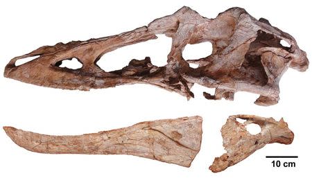 The skull of Qianzhousaurus sinensis (upper jaw in left lateral view and lower jaw in reversed right lateral view) is pictured in this undated handout photo. REUTERS/Junchang Lu/Handout