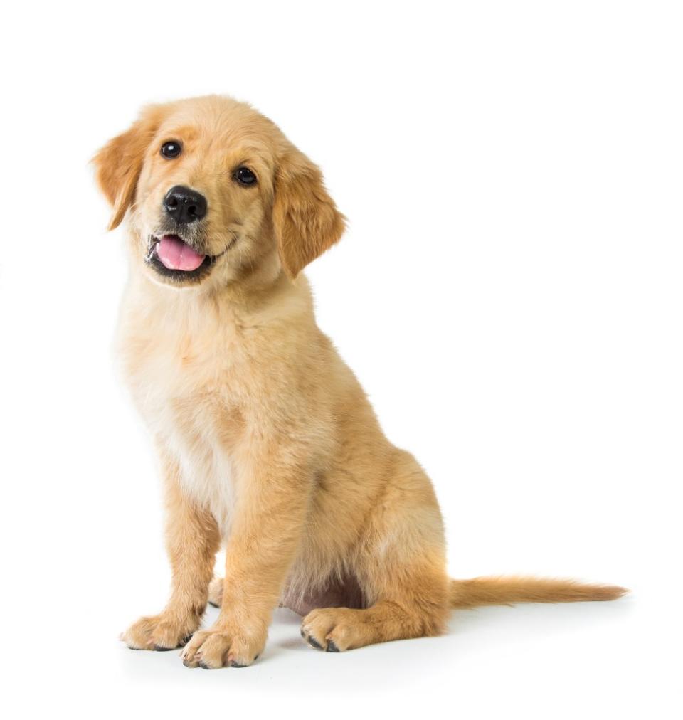 Golden retrievers are kind, trusting, gentle and great for families. Odua Images – stock.adobe.com