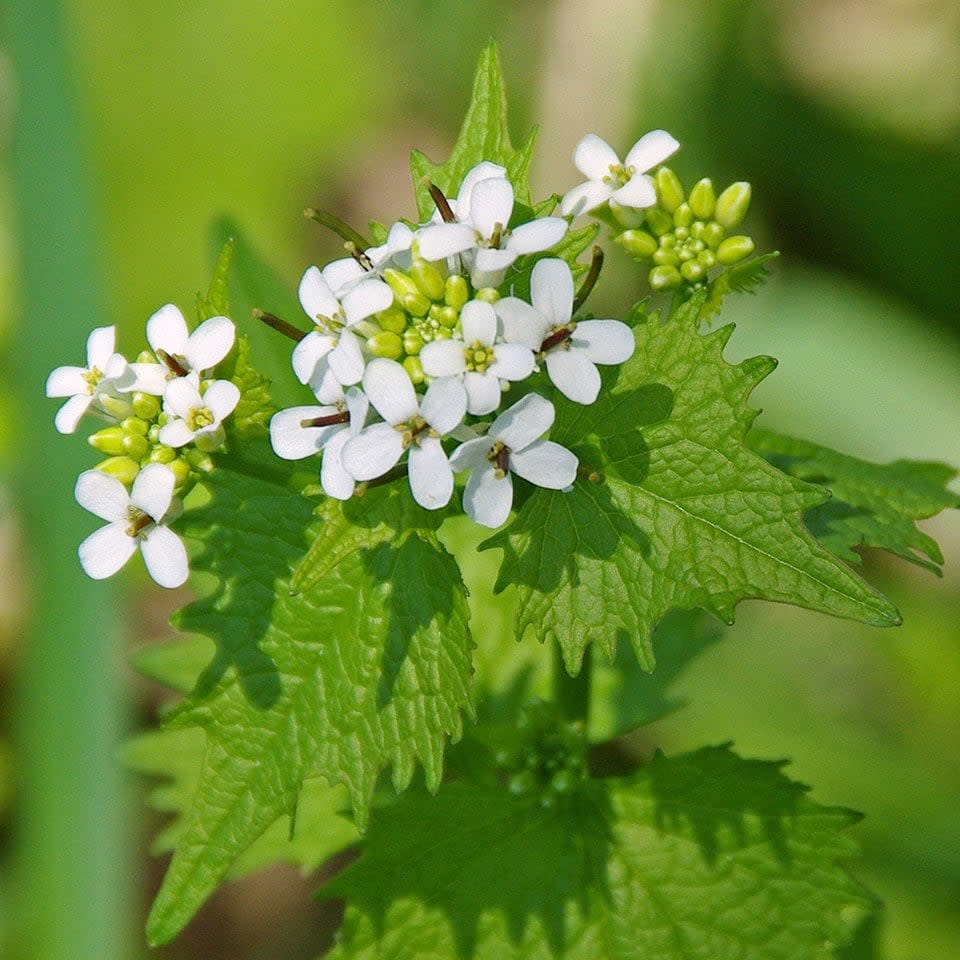 Garlic mustard is an invasive species that can grow rapidly in shaded areas such as forest floors where it prevents native plants from growing. (Southeastern Wisconsin Invasive Species Consortium/Facebook - image credit)