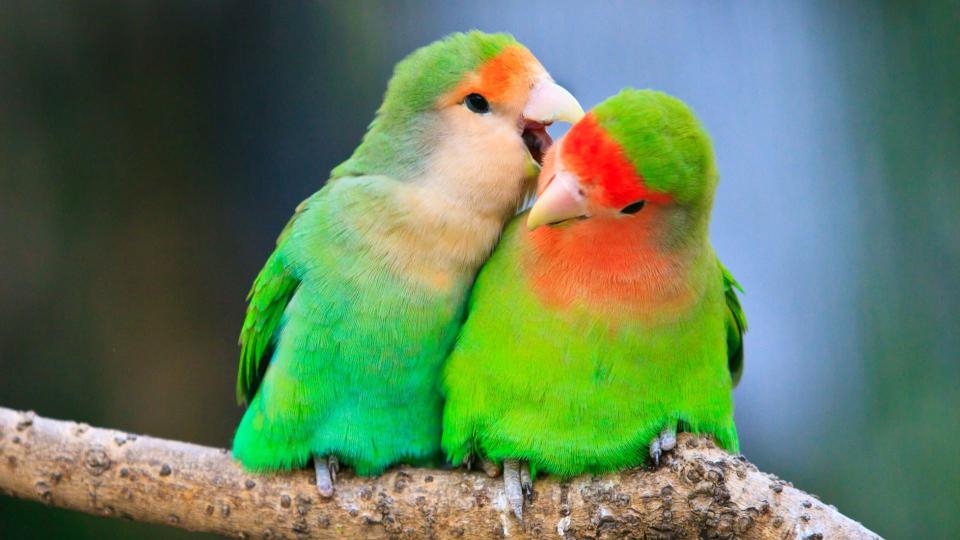 Lovebirds