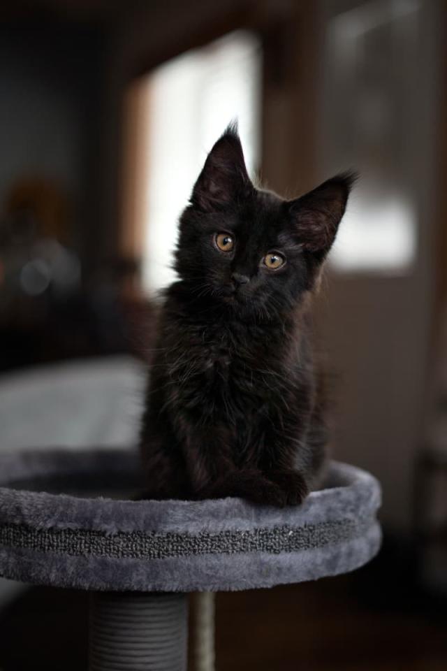 Blog: “Open Your Eyes (Little Black Kitten)”