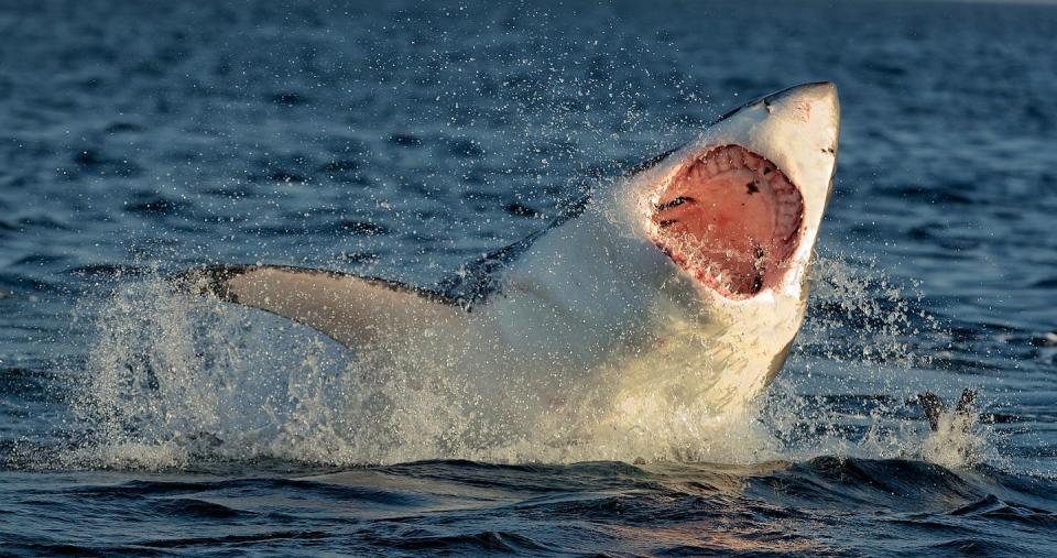 <a href="https://www.shutterstock.com/es/image-photo/great-white-shark-carcharodon-carcharias-breaching-173641499" rel="nofollow noopener" target="_blank" data-ylk="slk:Shutterstock / Sergey Uryadnikov;elm:context_link;itc:0;sec:content-canvas" class="link ">Shutterstock / Sergey Uryadnikov</a>