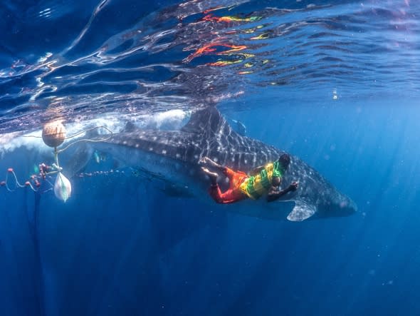 Whale sharks trapped in nets set free by divers