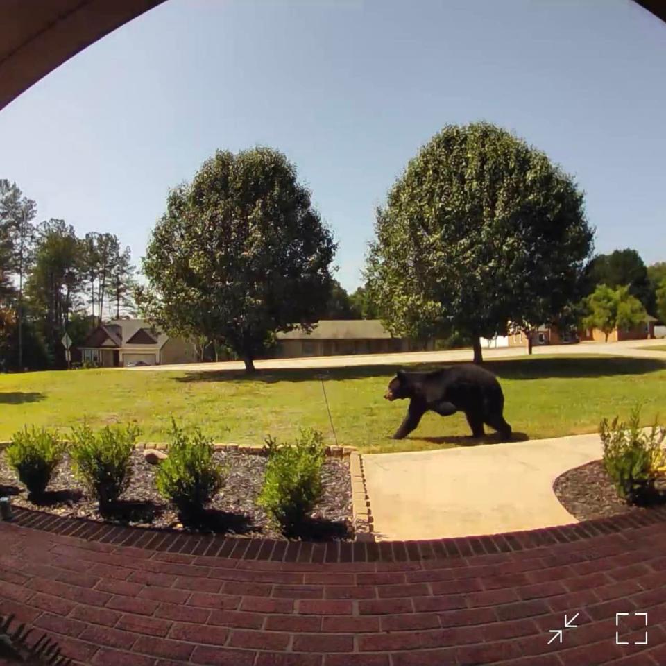 This black bear was spotted at a residence on Parris Bridge Road in Boiling Springs Sunday.