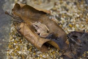 Researchers from Cedarville University's School of Pharmacy and Department of Biology are studying frozen frogs to see if they can help reverse nerve degeneration.