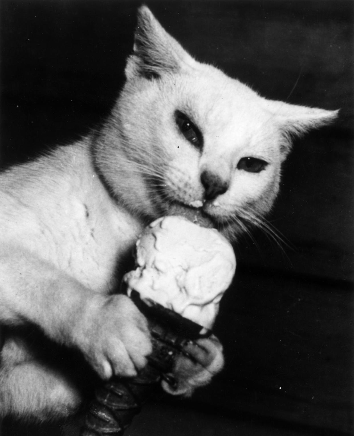 https://www.gettyimages.co.uk/detail/news-photo/kippy-a-cat-enjoys-his-daily-ice-cream-cone-news-photo/3066876