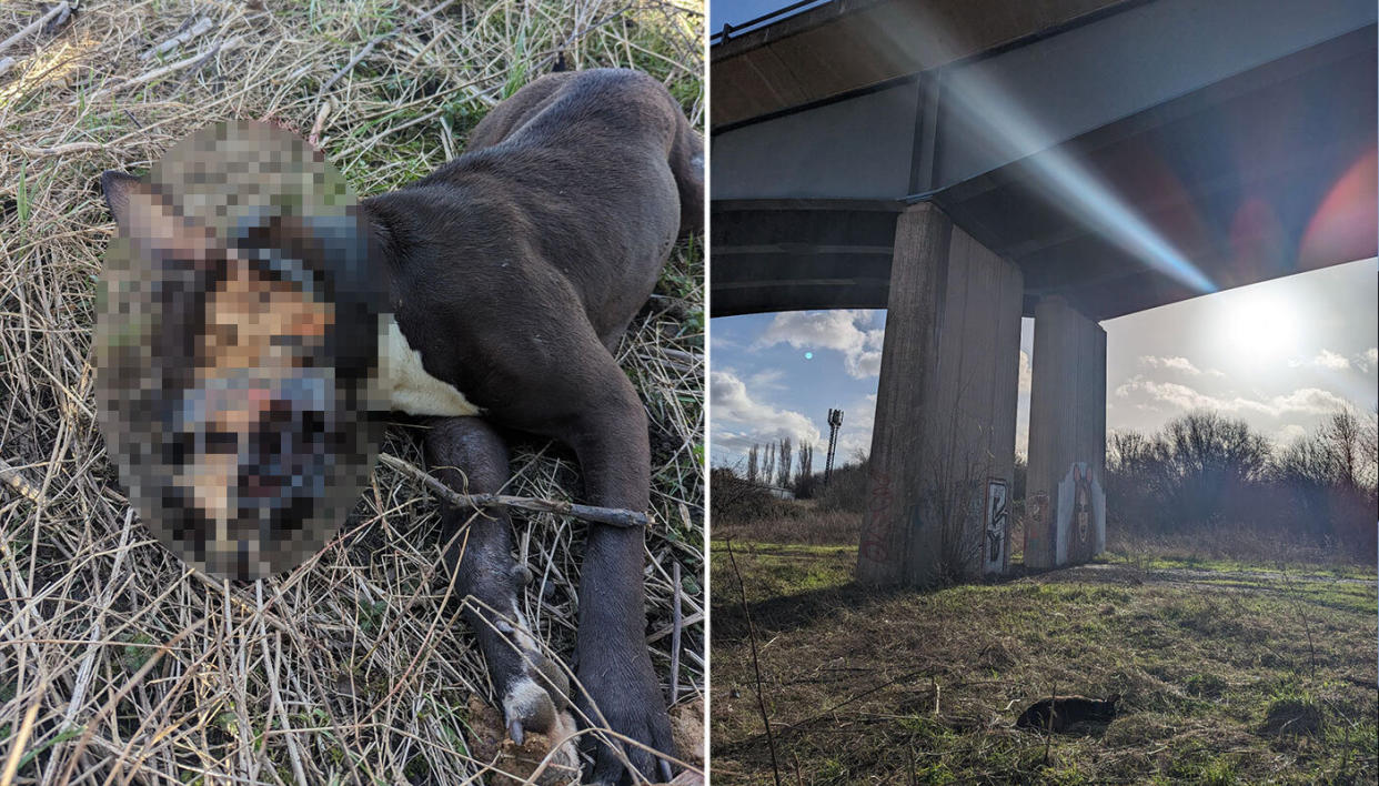 The XL bully was found dead at the bottom of the busy A57 flyover near Beighton, Sheffield. (Reach)