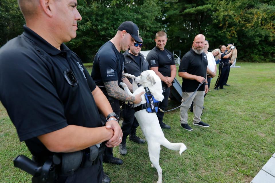 Jack greets various police officers on hand at a press conference announcing two comfort dog donations by the Friends of Jack Foundation to the Bristol County House of Correction in Dartmouth.