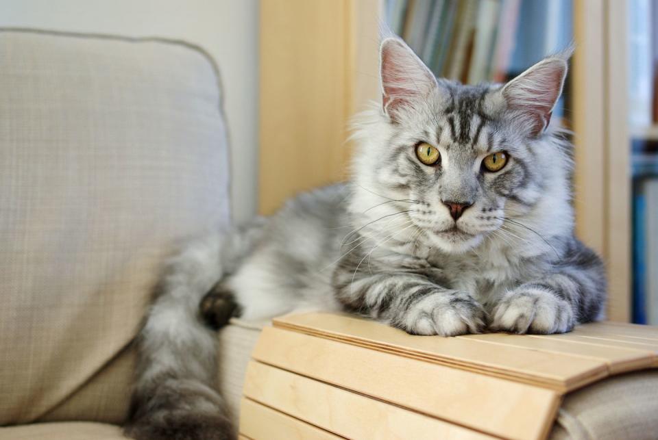 Maine Coon