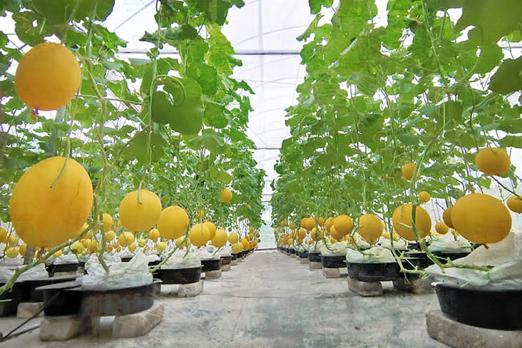 These precious muskmelons are grown in “a fully environmental control greenhouse.”