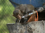 <p>Mit Wasser aus einem Tankwagen erfrischt sich ein Äffchen am heißen Sommertag im indischen Jammu. Hier herrschen derzeit starke Hitzewellen mit Höchsttemperaturen von mehr als 40 Grad. (Bild: AP Photo/Channi Anand) </p>