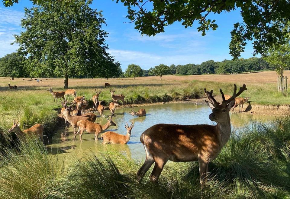 Deer in Richmond Park (REUTERS)