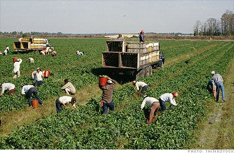 Farmworkers working in a California field.