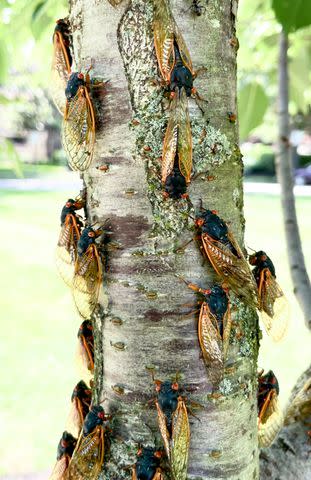 <p>Gene Kritsky, Mount St. Joseph University</p> A tree covered in periodical cicadas