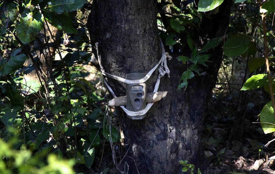 In this Thursday, Feb. 13, 2014 photo, a remote camera is strapped onto a tree to capture images of a tiger that has turned man-eater at the forest range of Sahuwala, in northern India. One of the challenges facing the hunters and forest officials is to properly identify the tiger that is killing human beings as the area she is in is rich in fauna and is home to several other tigers. (AP Photo/Saurabh Das)