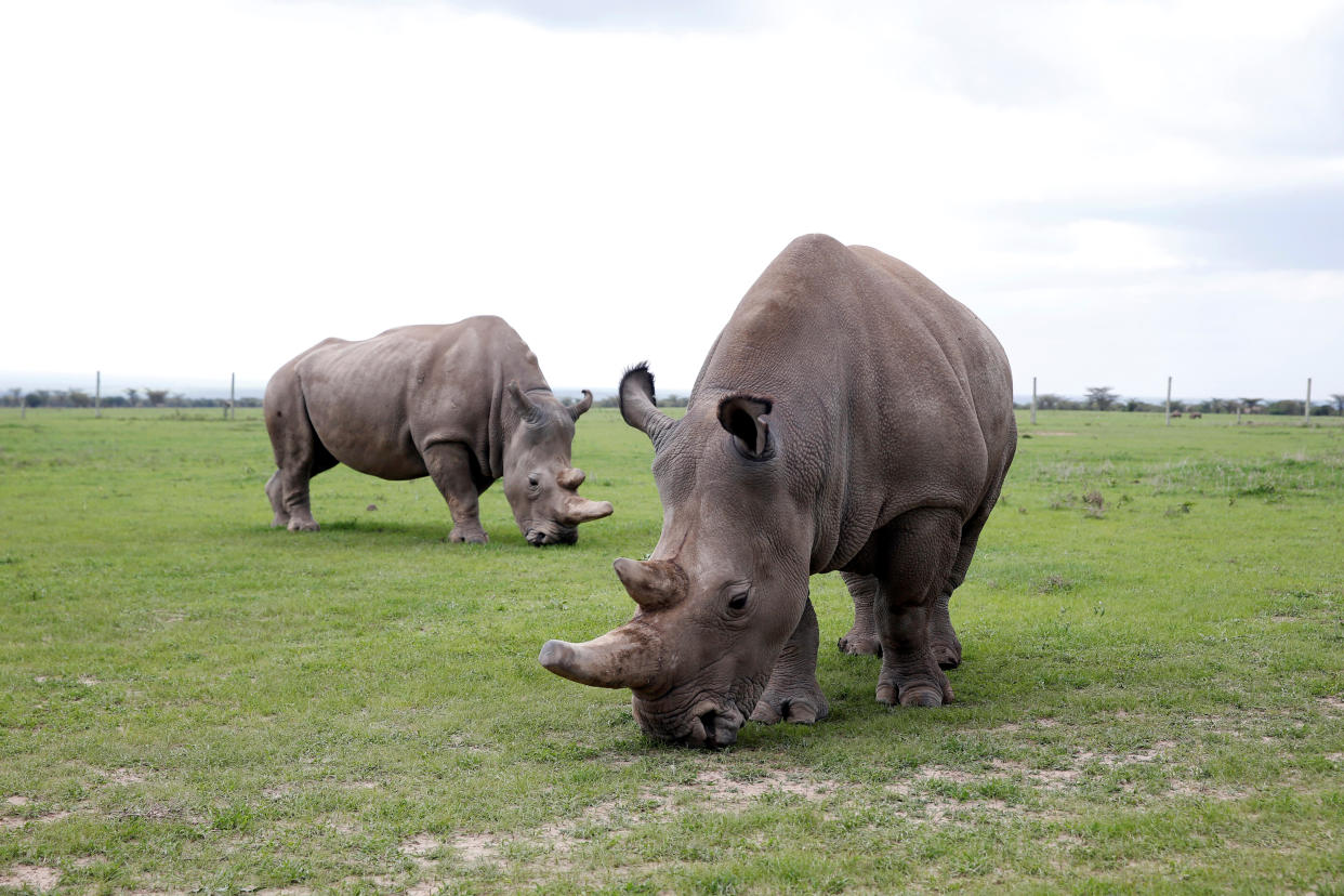 Najin y su hija Fatu. Las dos últimas rinocerontes blancas del norte en el Ol Pejeta Conservancy de Kenia | Reuters/Baz Ratner