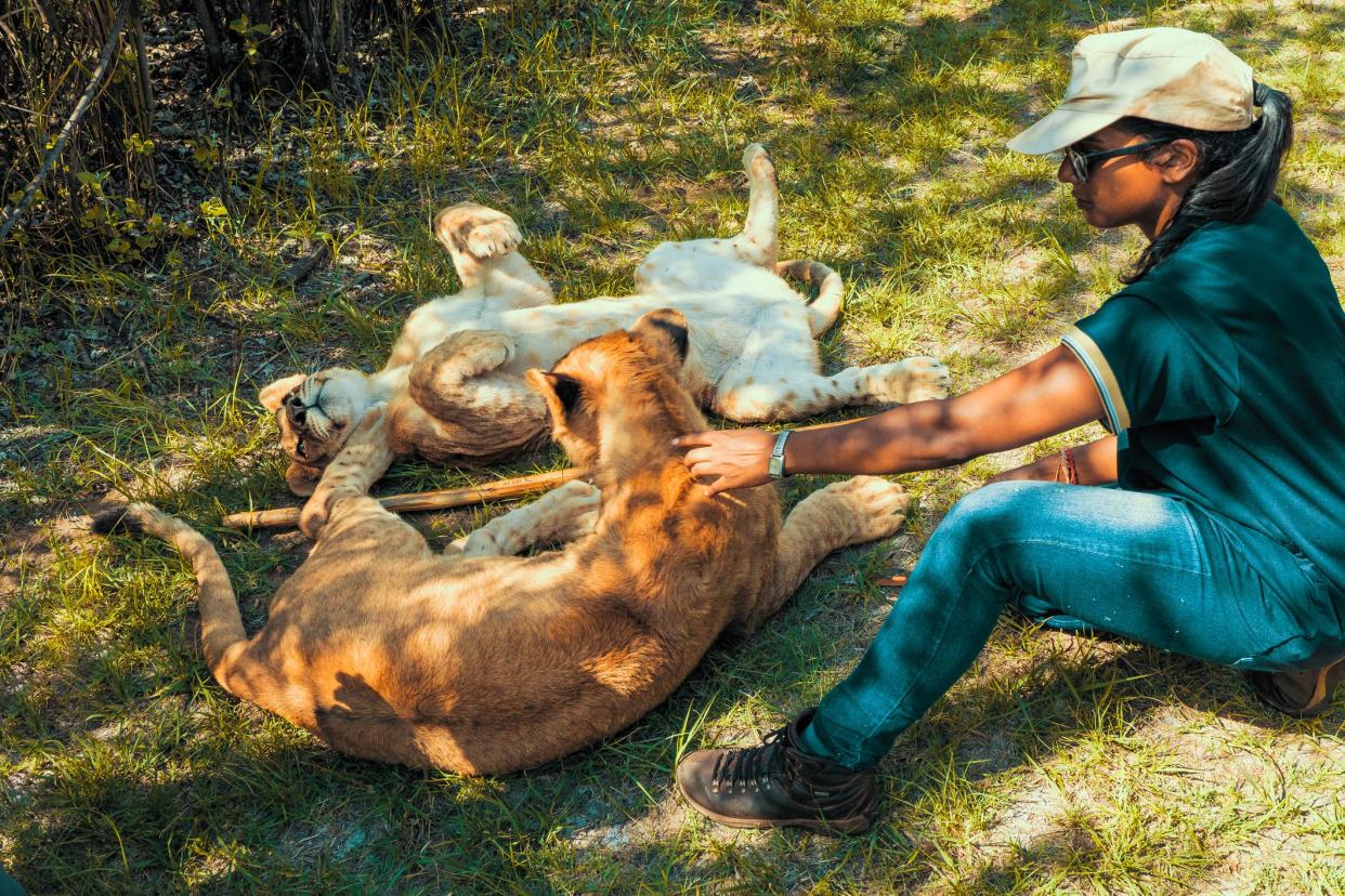 Cullinan, South Africa: Animal love at it's best. This African lady plays with the 8 month old, 60 kg heavy lions, which are potentially dangerous already. Note: These are not tame lions, they are prepared for release into the wilderness.