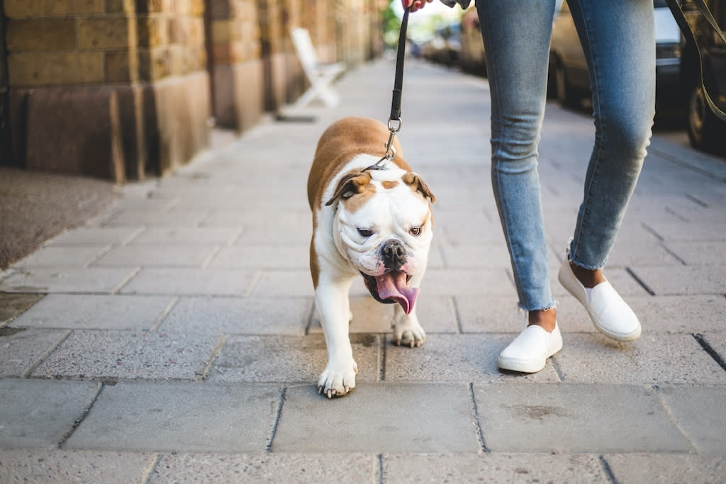 La gourde pour chien est un accessoire indispensable pour chacune de vos balades avec votre compagnon à quatre pattes. (Photo : Getty Images)