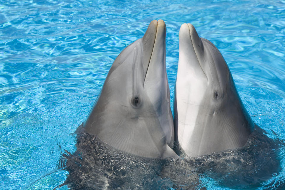 PIC BY AUGUSTO LEANDRO STANZANI / ARDEA / CATERS NEWS - (Pictured two bottlenose dolphins rubbing bellies) - From a loving look to an affectionate nuzzle, these are the charming images of cute creatures cosying up for Valentines Day. And as the heart-warming pictures show the animal kingdom can be just as romantic as us humans when it comes to celebrating the big day.