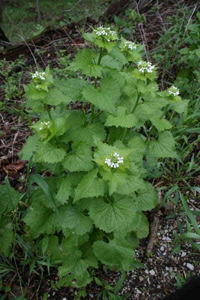 Example of a garlic mustard plant.