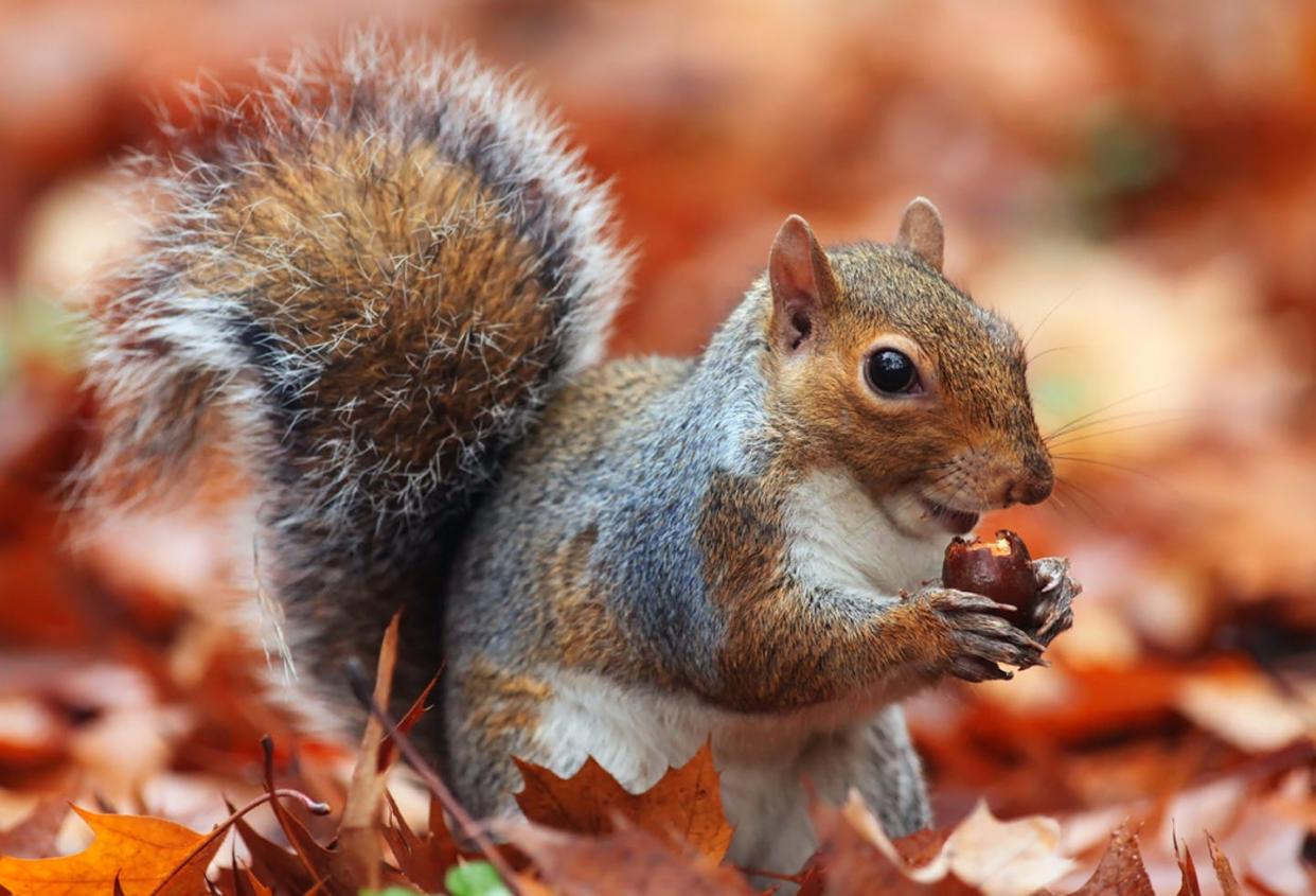 <span class="caption">Children in a forest nature program learn about the ‘mitigomin’ (red oak acorns) not buried by the ‘miadidamoo’ (eastern grey squirrels).</span> <span class="attribution"><span class="source">(Shutterstock)</span></span>